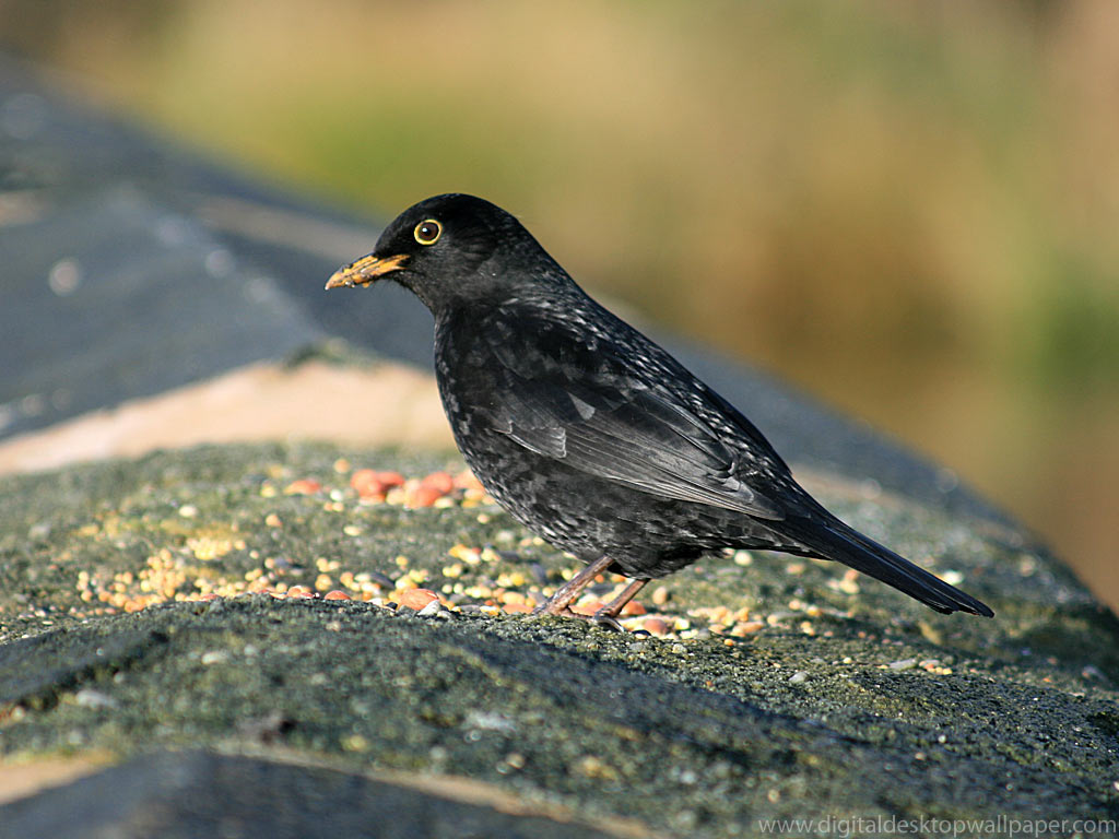 Blackbird Male
